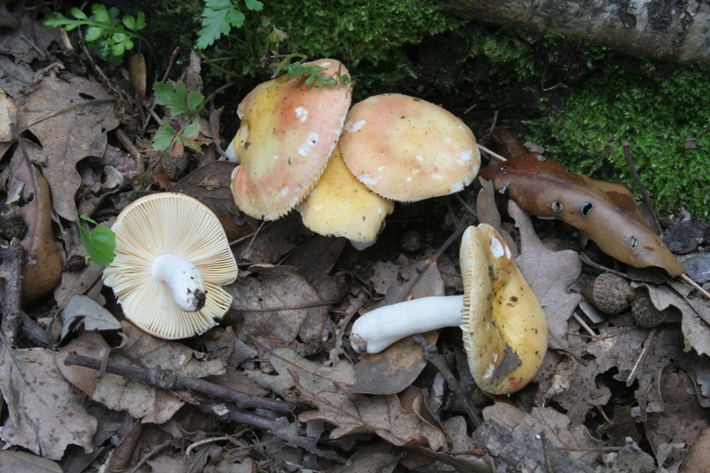 Altro gruppo di ritrovamenti del 6.05.2011sotto Quercia